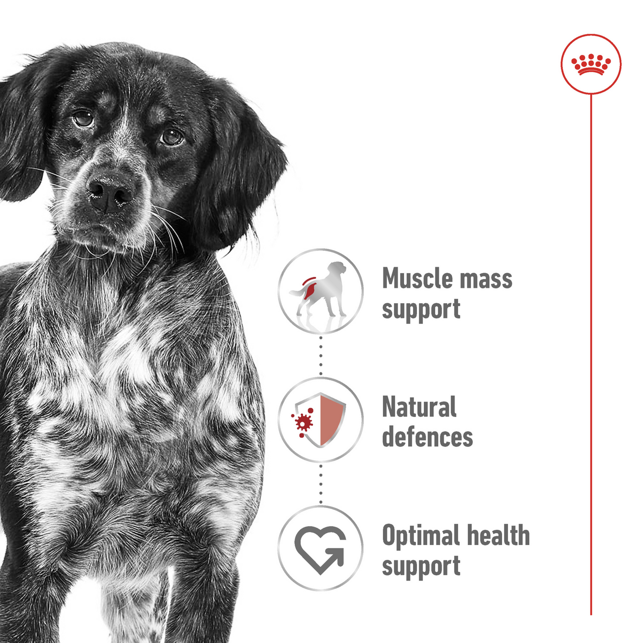 Royal canin Size Health Nutrition Medium Adult (Wet Food - Can)