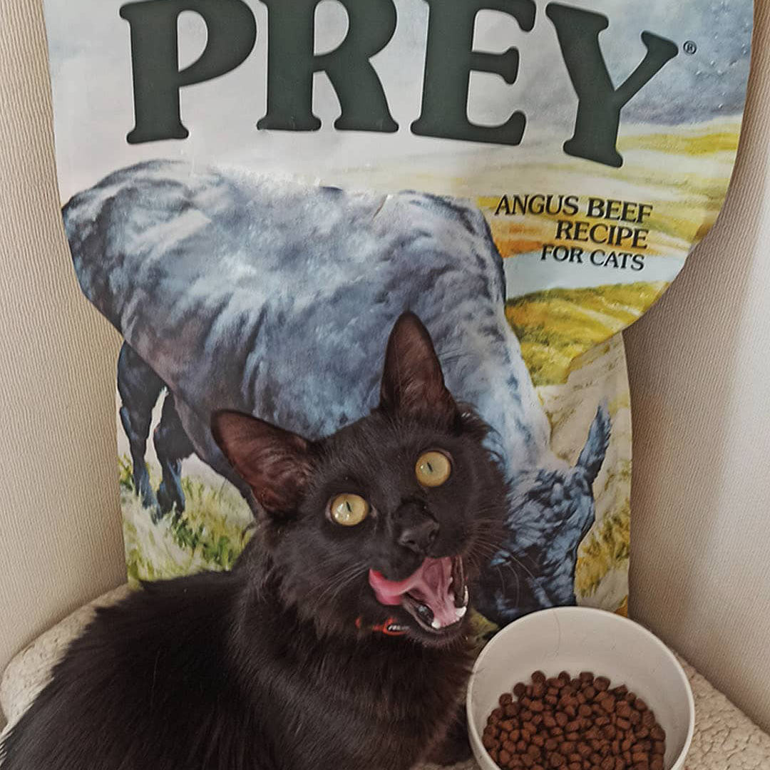 Taste Of Wild Prey Angus Beef Formula for Cat with Limited Ingredients