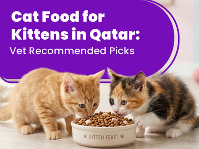 Cat Food for Kittens in Qatar: Vet Recommended Picks