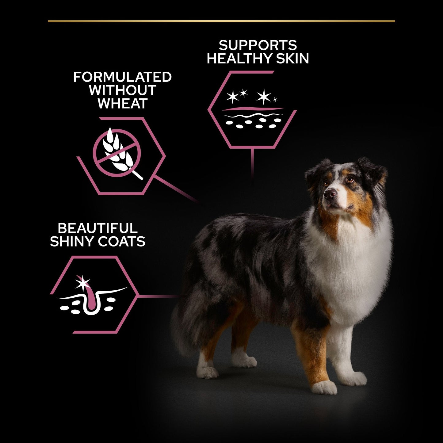 Purina Pro Plan Sensitive Skin Medium and Large Senior 7+, Dry Dog food with Salmon