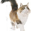 Royal Canin  Feline Health Nutrition Sterilised Jelly (Cat Wet Food - Pouches)