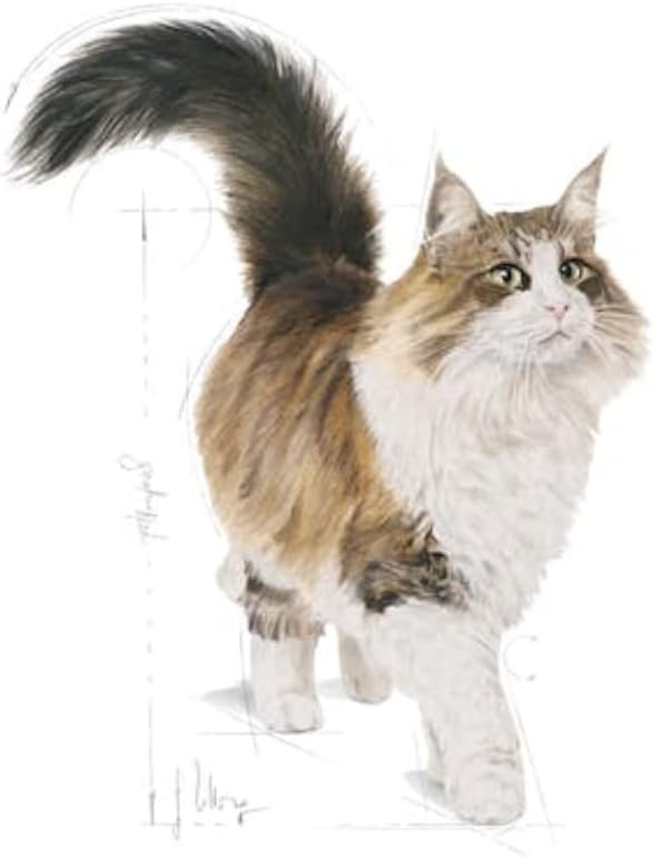 Royal Canin  Feline Health Nutrition Sterilised Jelly (Cat Wet Food - Pouches)