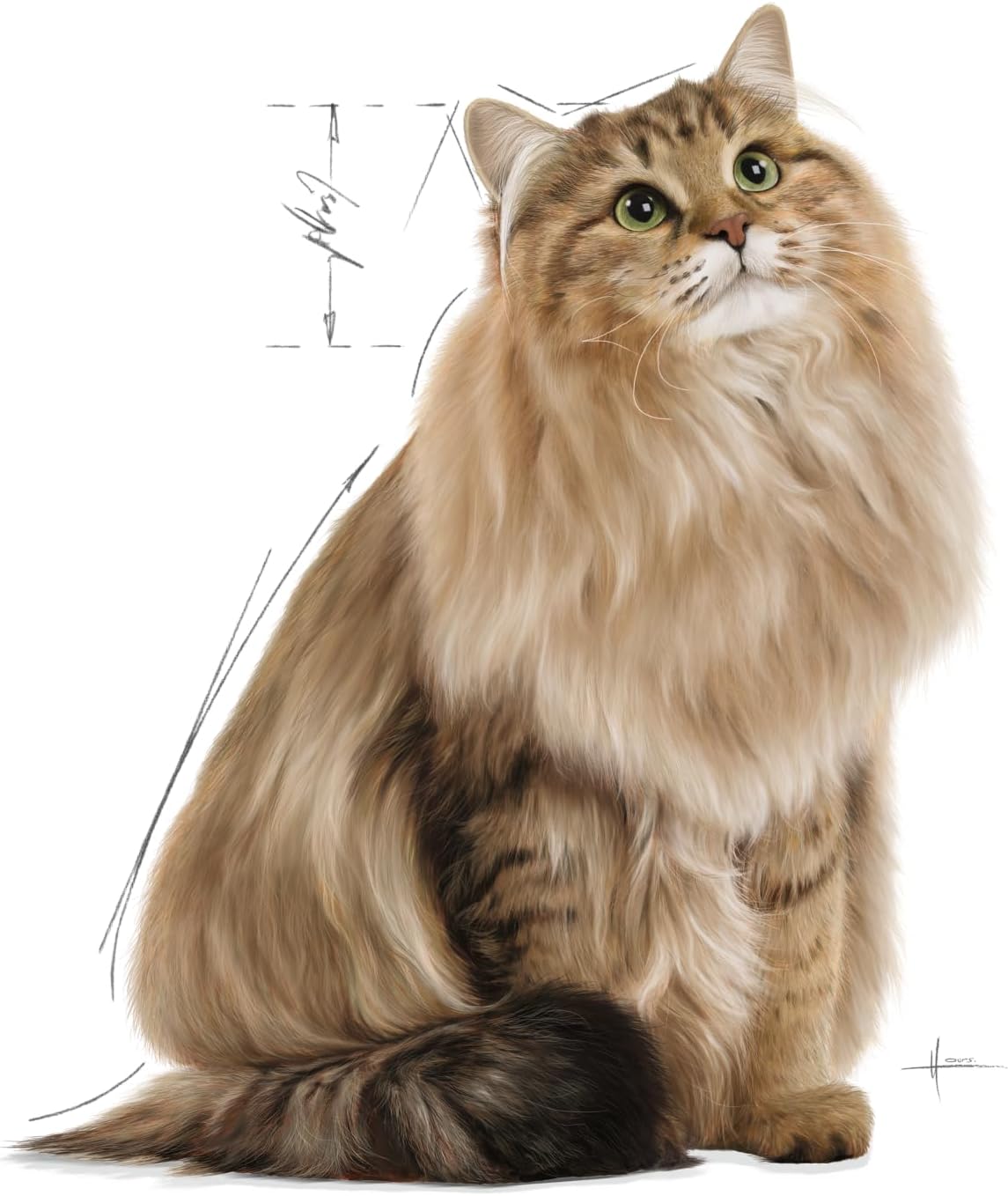 Royal Canin  Feline Care Nutrition Hair & Skin Gravy (INTENSE BEAUTY) (Cat Wet Food - Pouches)