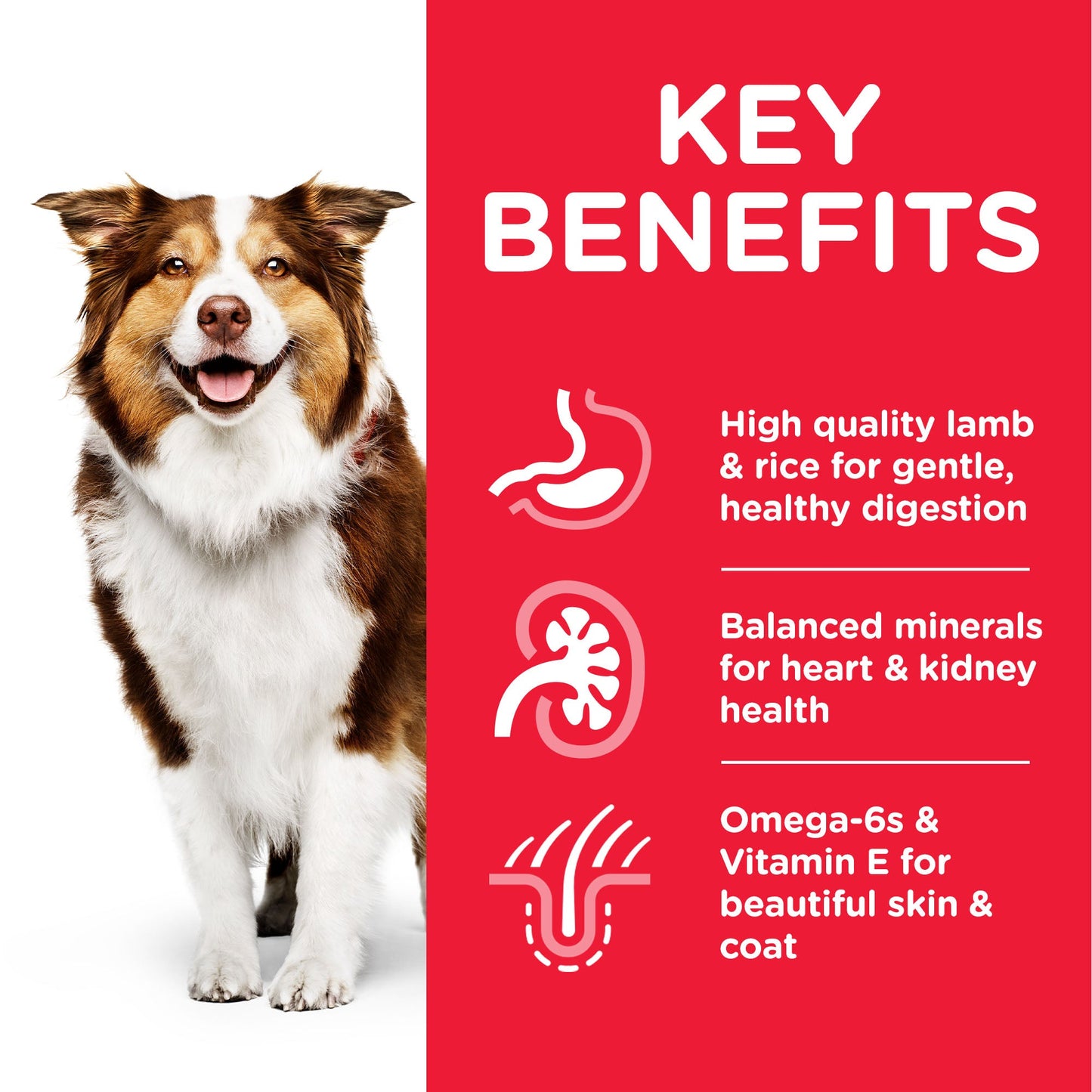 Hills Science Plan Medium Mature Adult 7+ Dog Food with Chicken