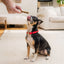 Stella & Chewy? Dog Dental Treats Delights Extra Small 23 ct