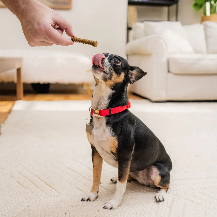 Stella & Chewy? Dog Dental Treats Delights Extra Small 23 ct