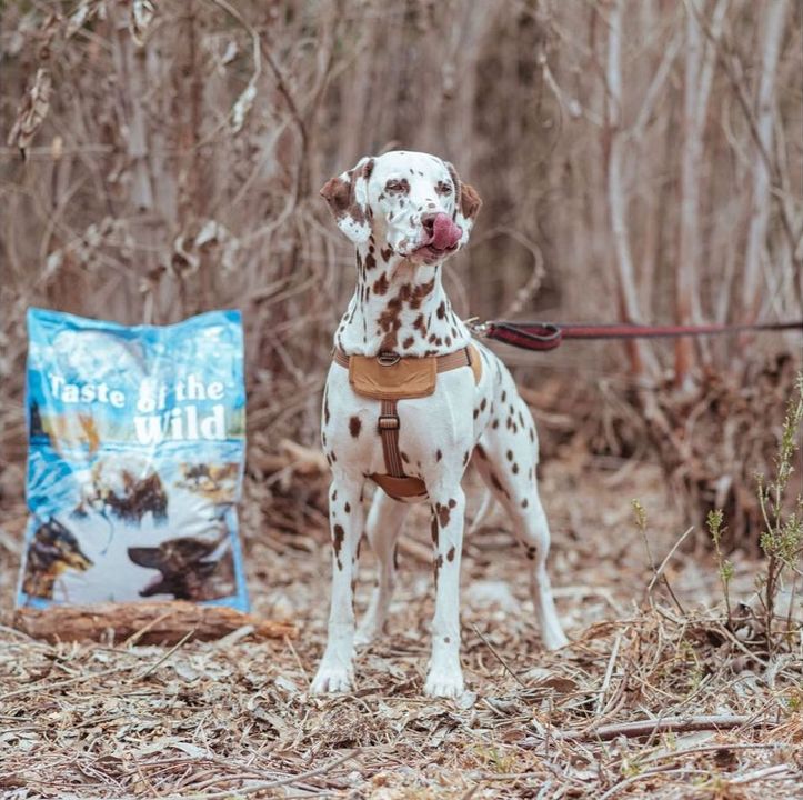 Taste Of Wild Pacific Stream Canine Recipe with Smoked Salmon