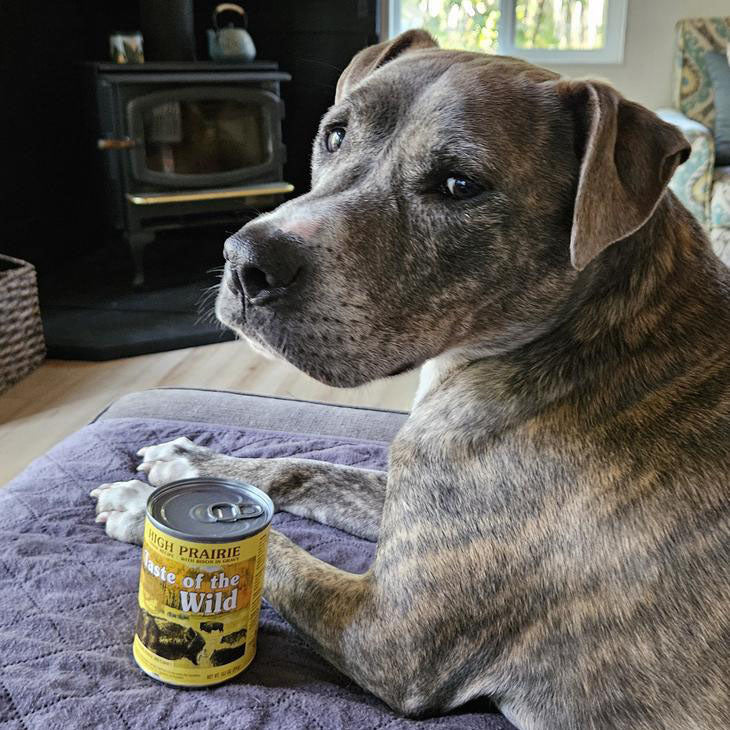 Taste Of Wild High Prairie Canine Recipe with Bison in Gravy 374g