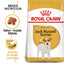 Royal Canin Breed Health Nutrition Jack Russell Adult Dry Dog Food 1.5 KG