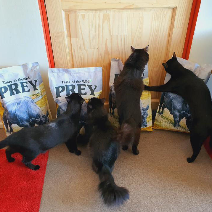 Taste Of Wild Prey Angus Beef Formula for Cat with Limited Ingredients