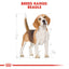 Royal Canin Breed Health Nutrition Beagle Adult Dry Dog Food 3 KG