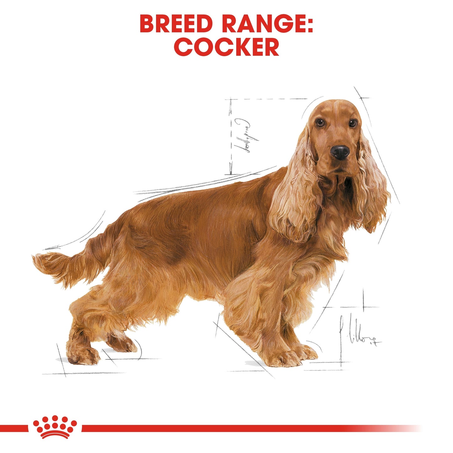 Royal Canin Breed Health Nutrition Cocker Adult Dry Dog Food 3 KG