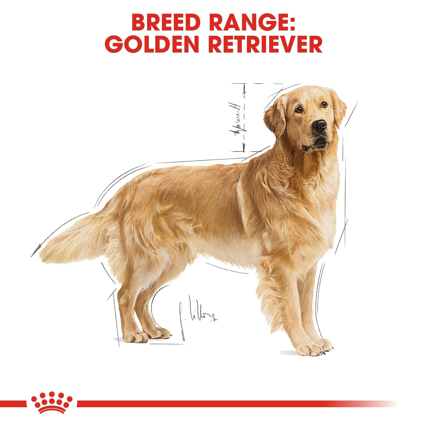 Royal Canin Breed Health Nutrition Golden Retriever Adult Dry Dog Food 12 KG