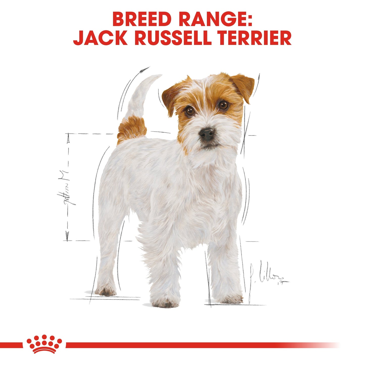 Royal Canin Breed Health Nutrition Jack Russell Adult Dry Dog Food 1.5 KG