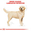 Royal Canin Breed Health Nutrition Labrador Adult Dry Dog Food - 12 kg