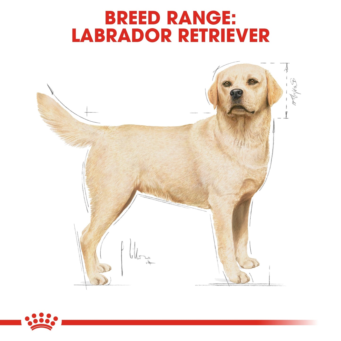 Royal Canin Breed Health Nutrition Labrador Adult Dry Dog Food - 12 kg