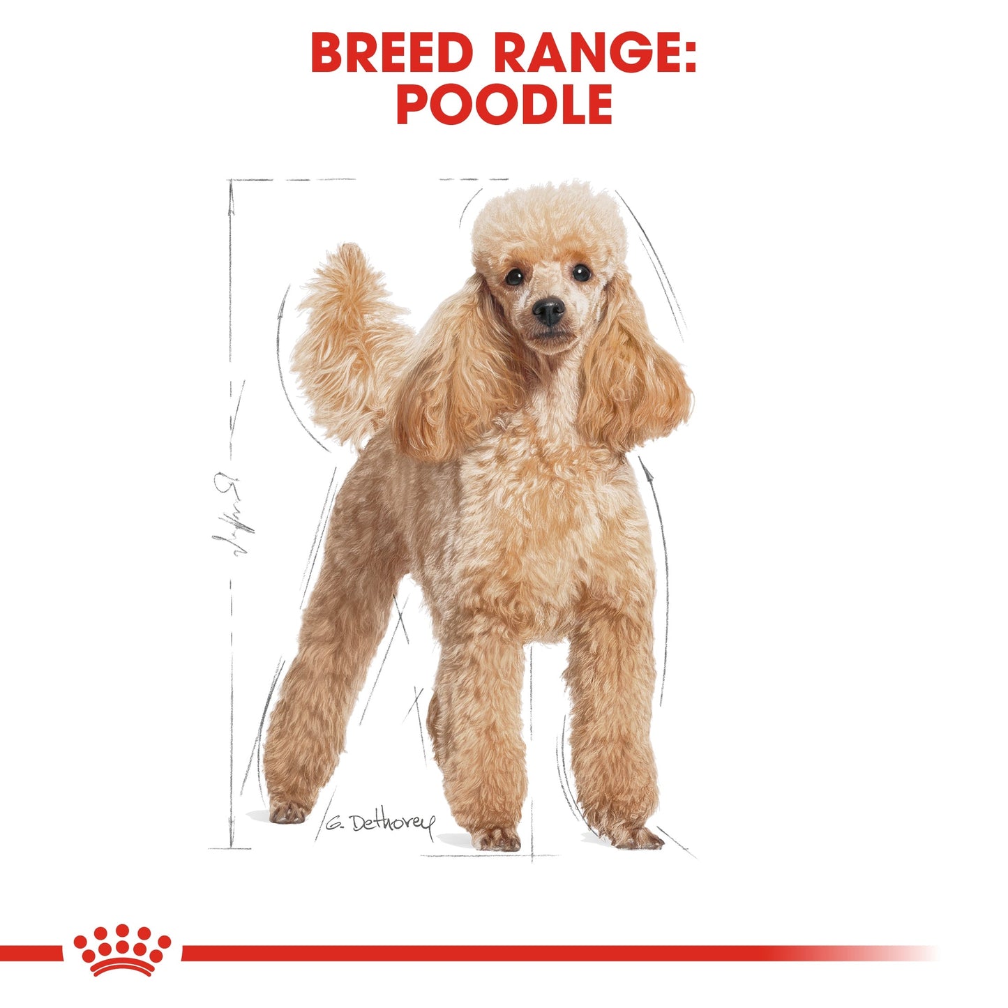 Royal Canin Breed Health Nutrition Poodle Adult Dry Dog Food