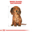 Royal Canin Breed Health Nutrition Dachshund Puppy Dry Food 1.5 KG