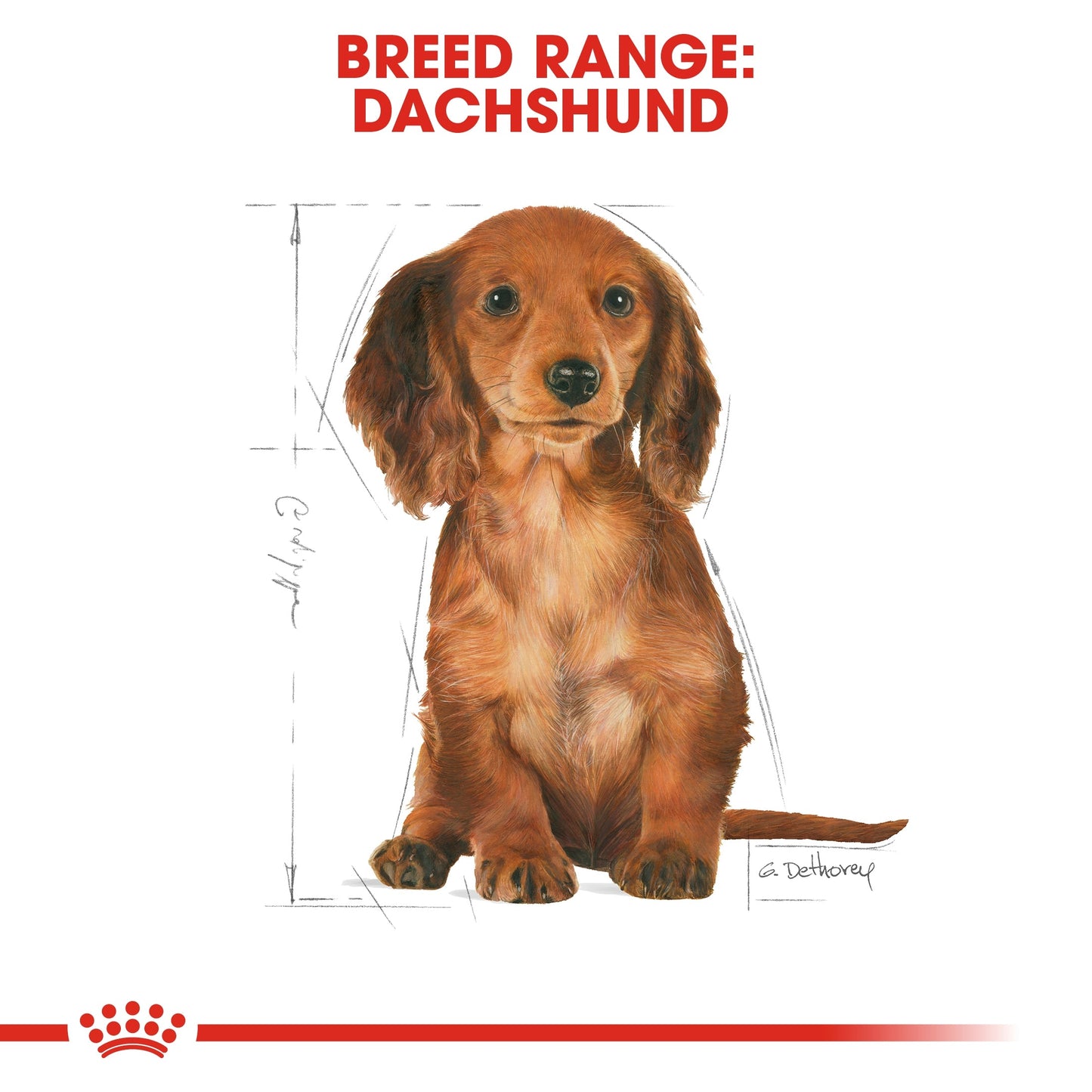 Royal Canin Breed Health Nutrition Dachshund Puppy Dry Food 1.5 KG