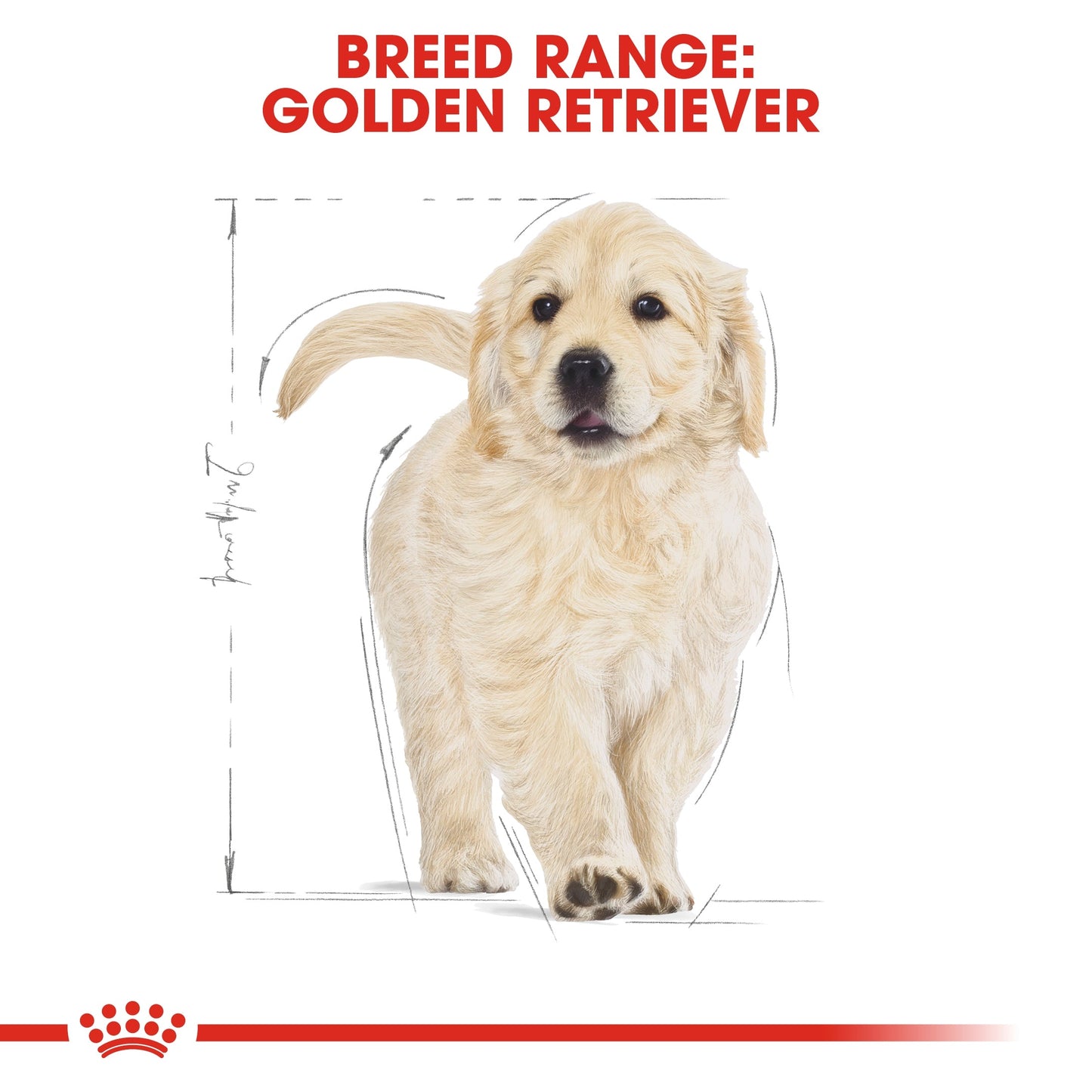 Royal Canin Breed Health Nutrition Golden Retriever Puppy Dry Food 12 KG