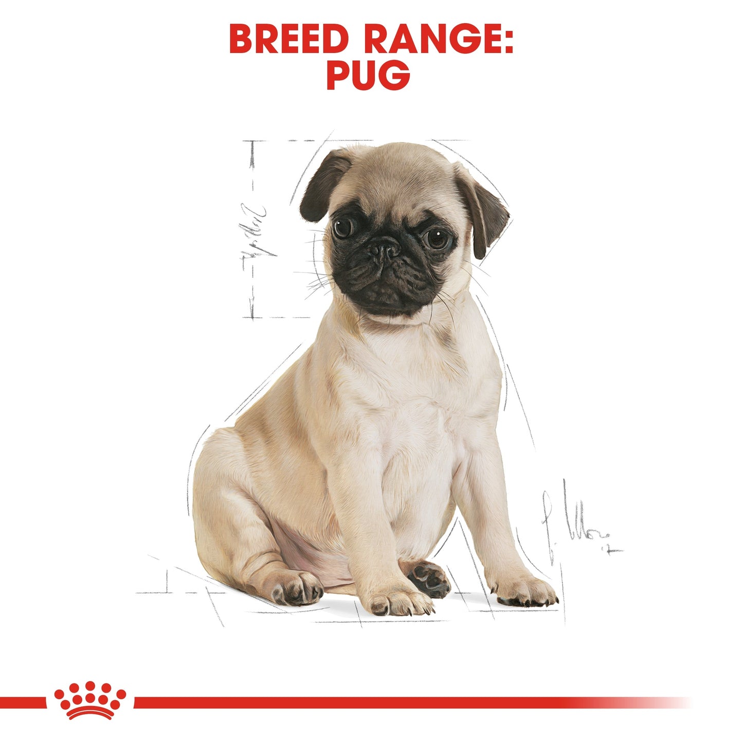 Royal Canin Breed Health Nutrition Pug Puppy Dry Food 1.5 KG