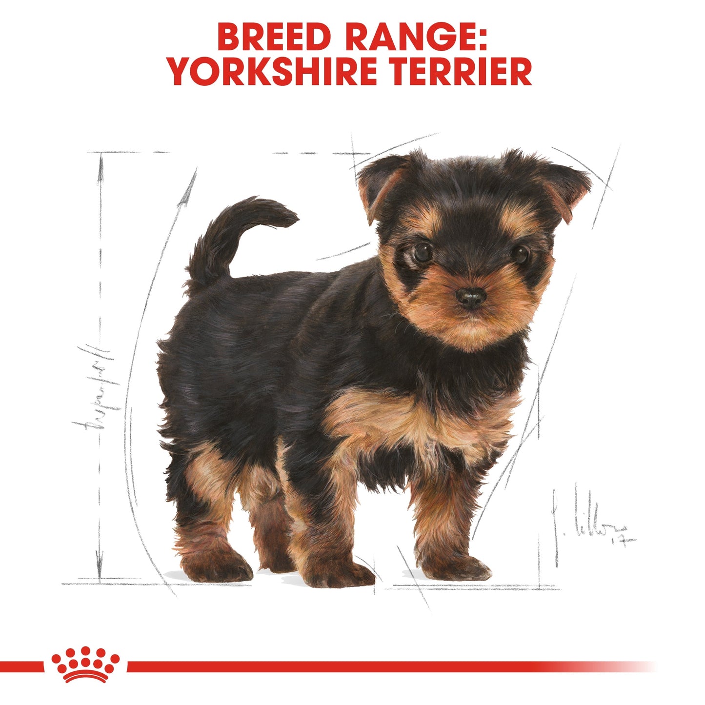 Royal Canin Breed Health Nutrition Yorkshire Puppy Dry Dog Food 1.5 KG