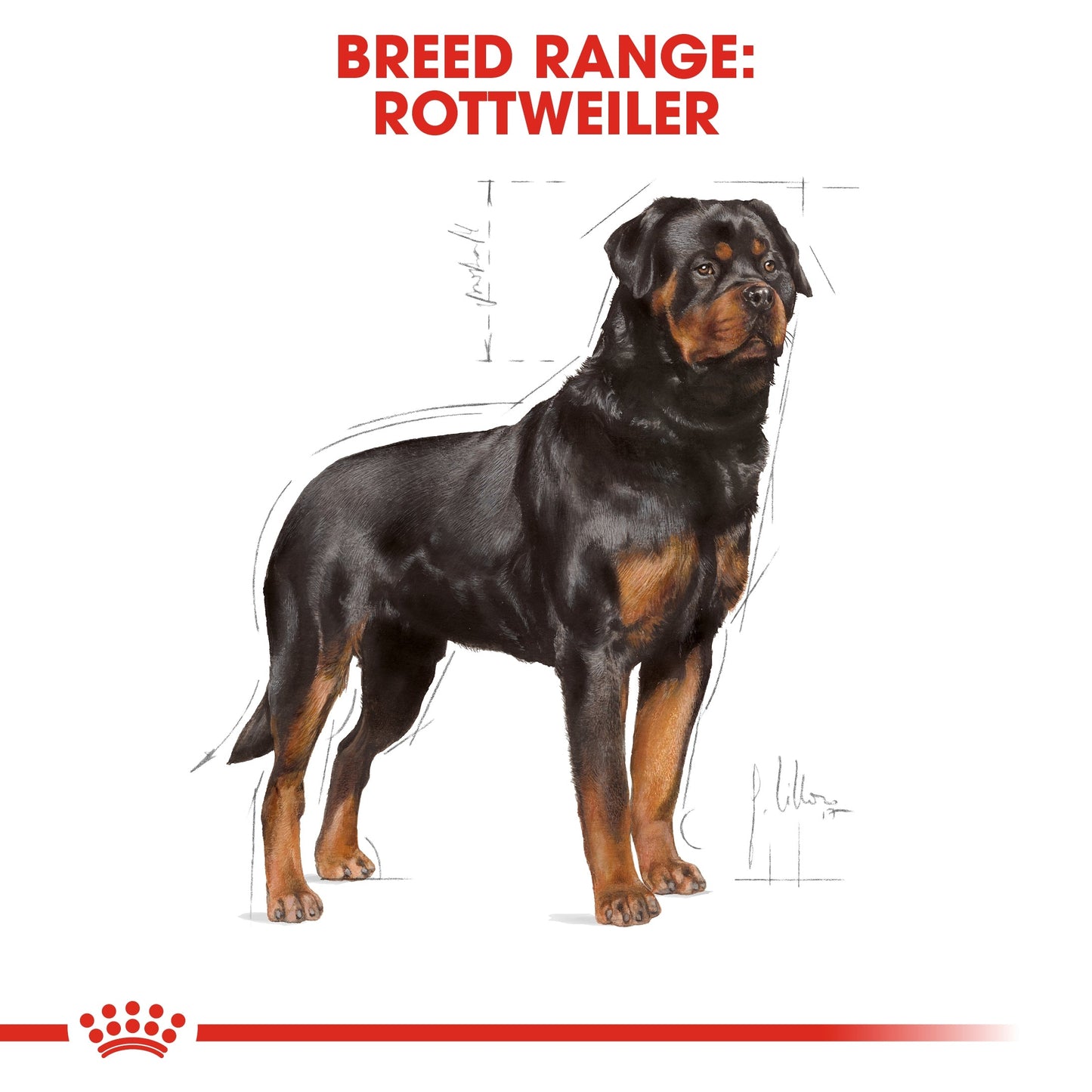 Royal Canin Breed Health Nutrition Rottweiler Adult Dry Dog Food 12 KG