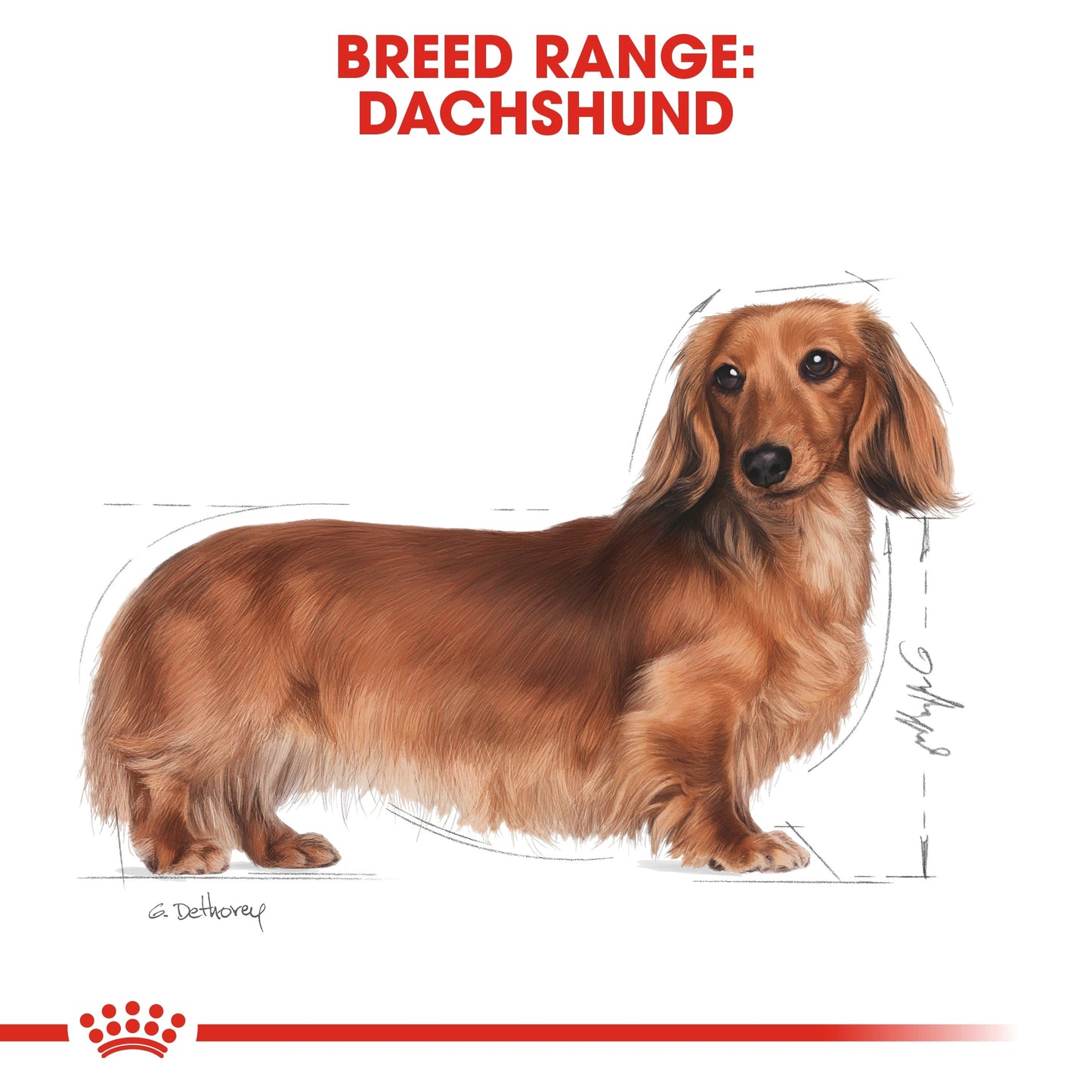 Royal Canin Breed Health Nutrition Dachshund Adult (Dog Wet Food - Pouches)