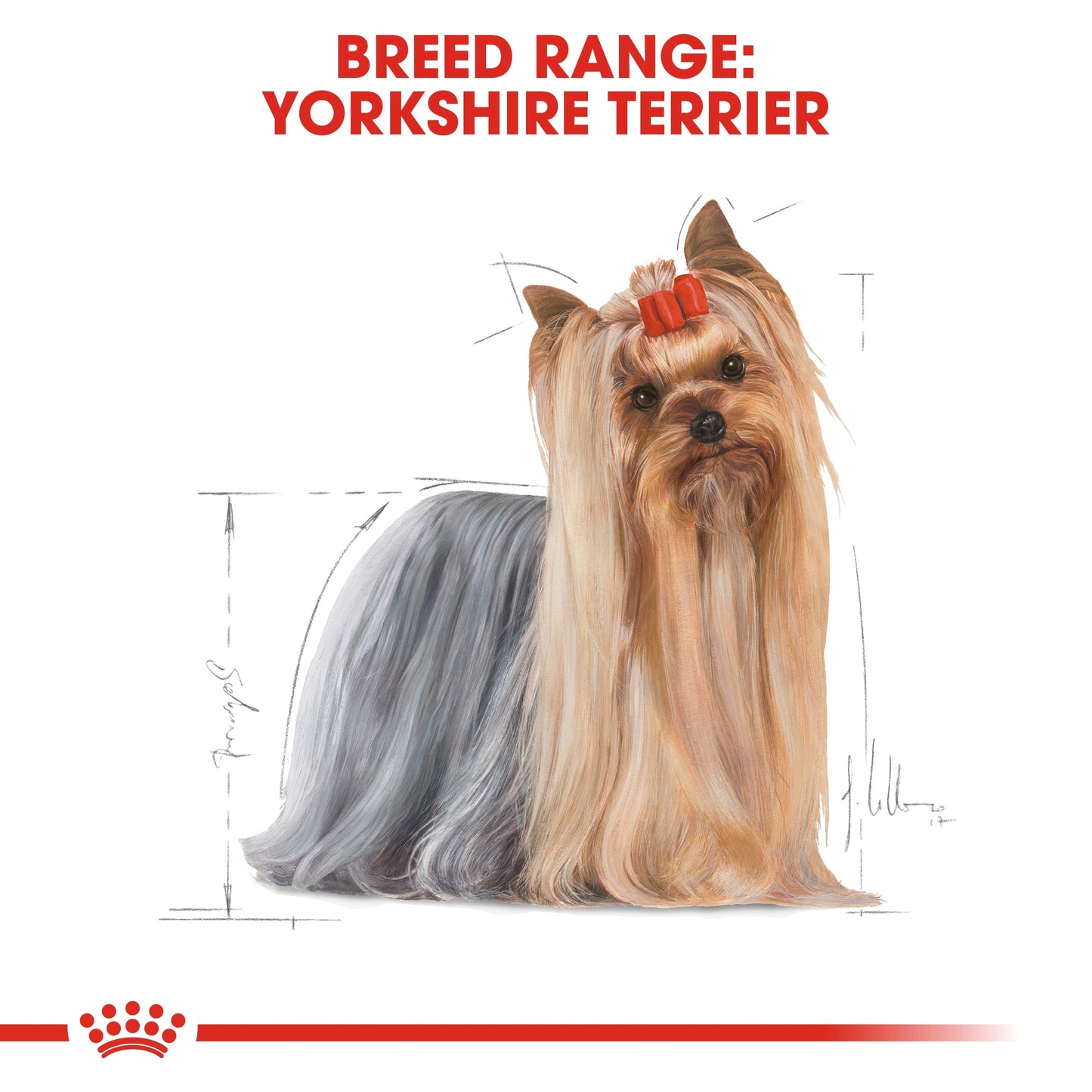 Royal Canin Breed Health Nutrition Yorkshire Adult (Dog Wet Food - Pouches)