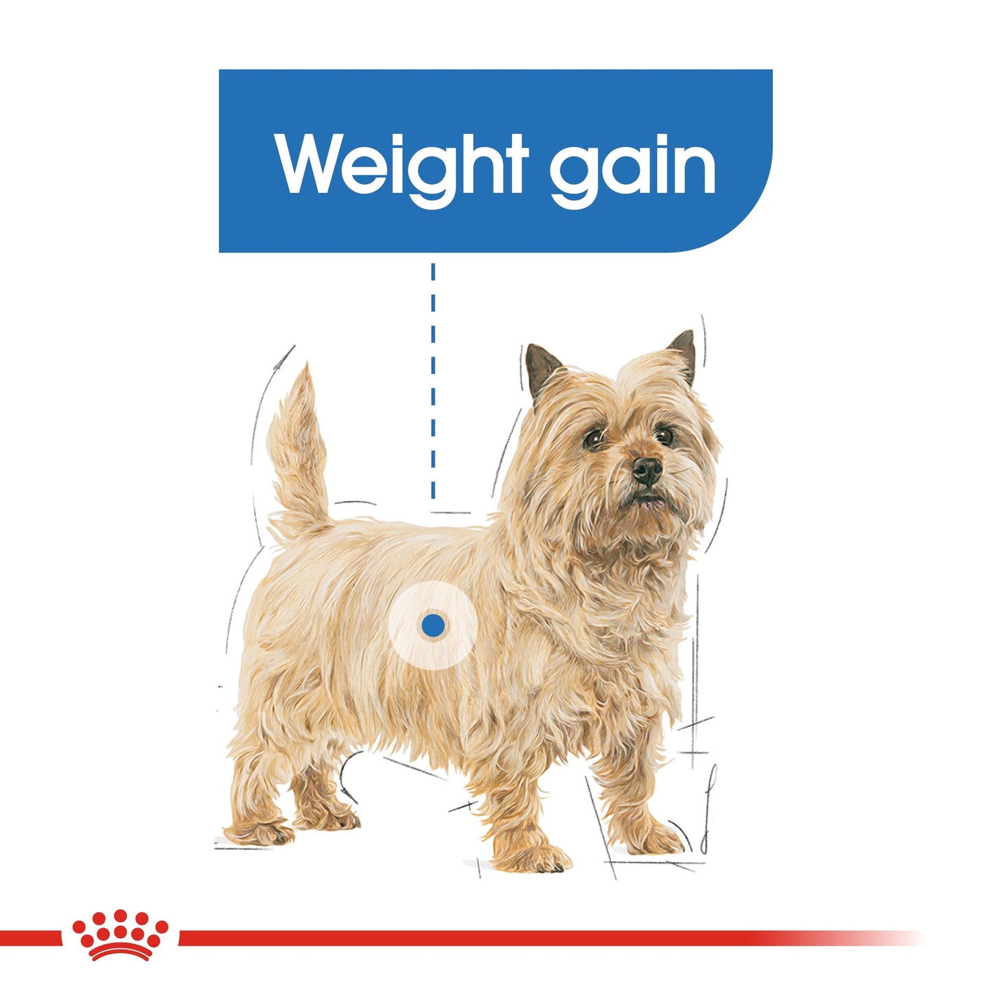 Royal Canin Mini Light Adult Dry Dog Food 3KG