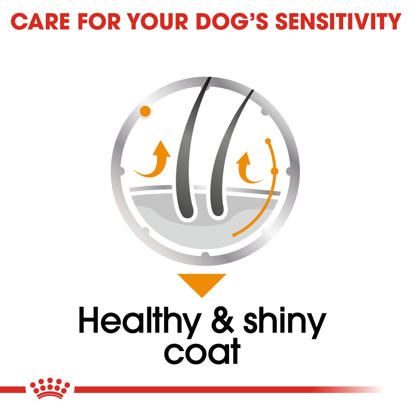 Royal Canin Canine Care Nutrition Coat Care (Dog Wet Food - Pouches)