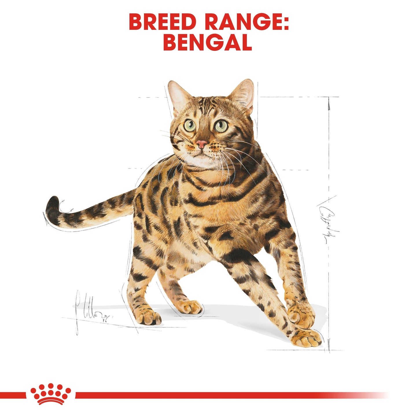 Royal Canin Feline Breed Nutrition Bengal Adult Cat Dry Food 2 KG