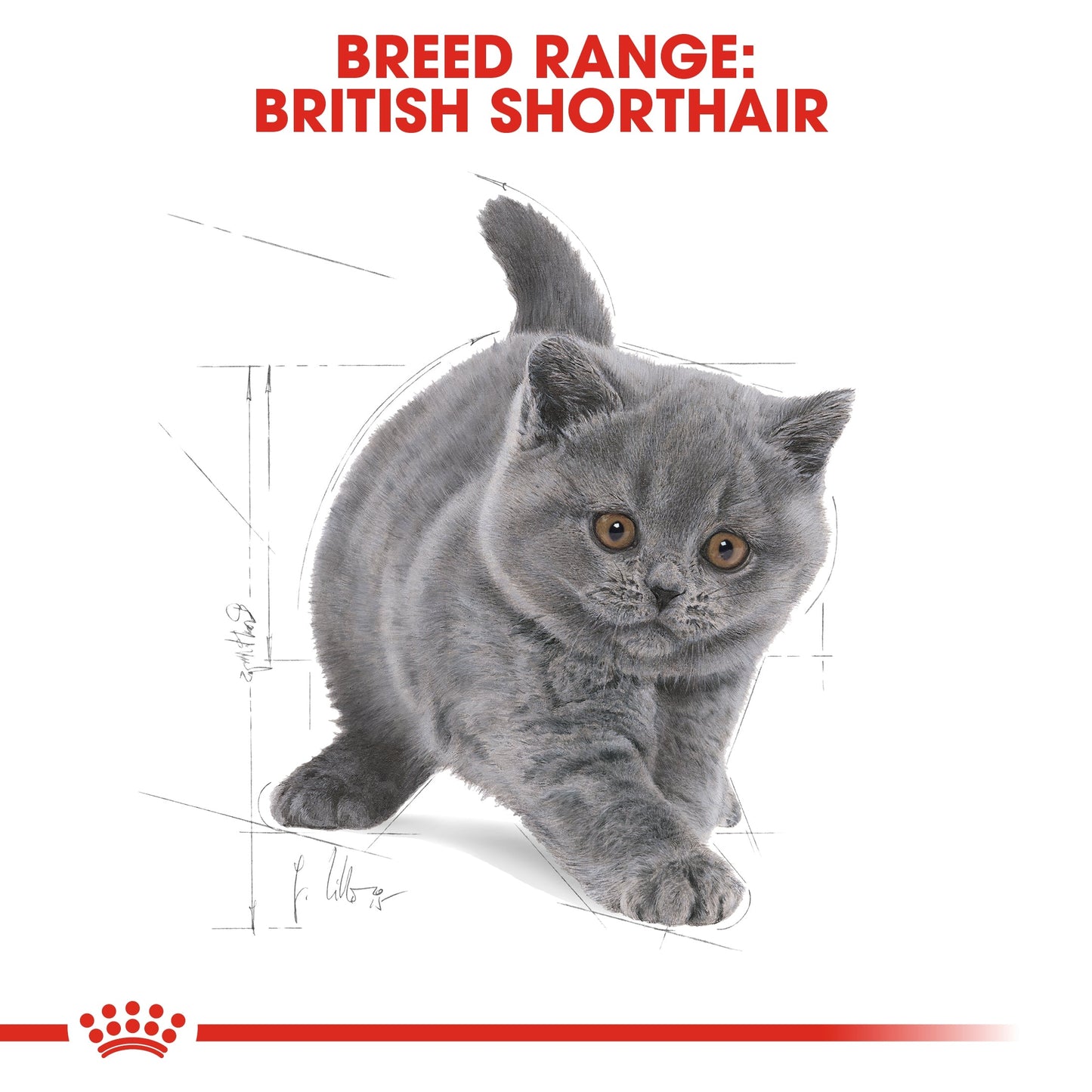 Royal Canin  Feline Breed Nutrition British Shorthair Kitten Dry Food 2 KG