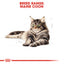 Royal Canin  Feline Breed Nutrition Maine Coon Adult Cat Dry Food 2 KG