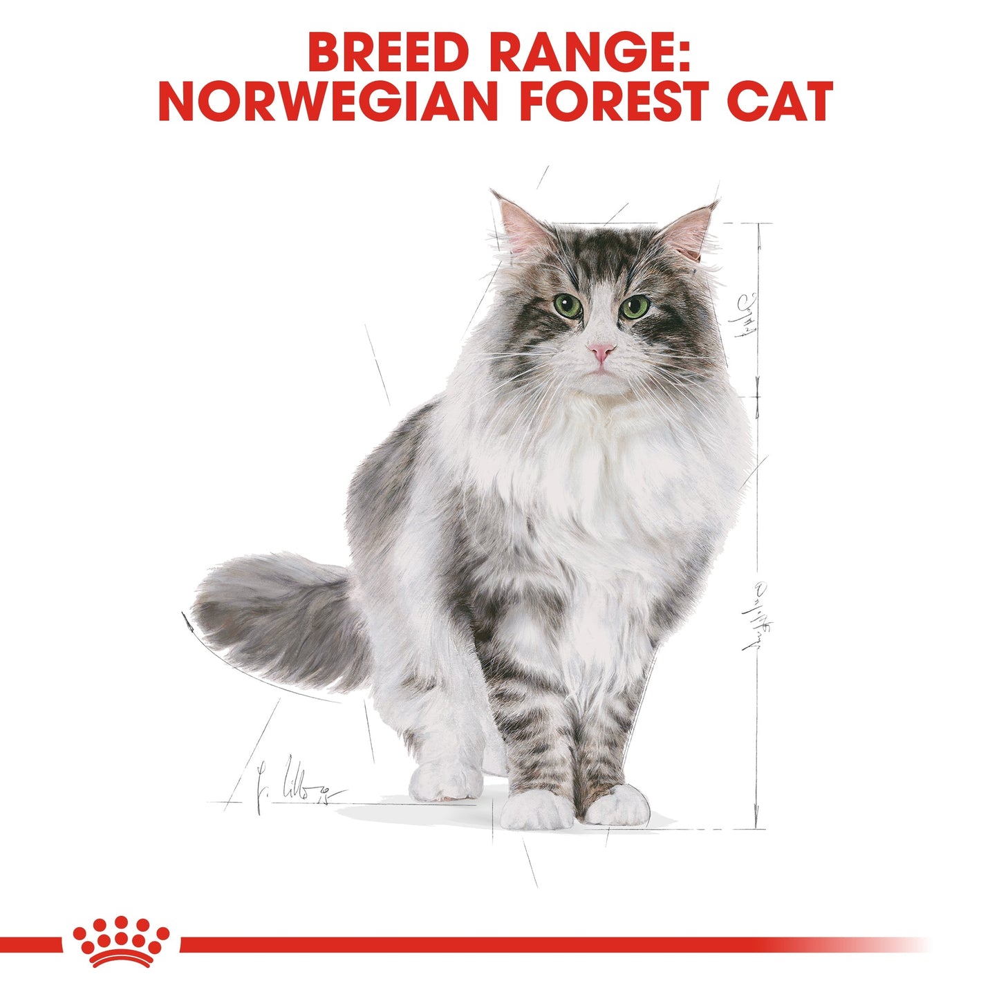 Royal Canin  Feline Breed Nutrition Norwegian Forest Cat Adult Dry Food 2 KG