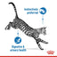 Royal Canin  Feline Health Nutrition Indoor Jelly (Cat Wet Food - Pouches)