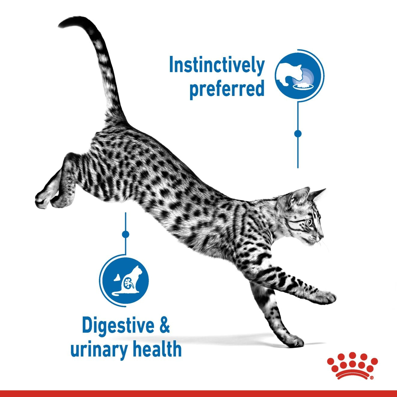 Royal Canin  Feline Health Nutrition Indoor Jelly (Cat Wet Food - Pouches)
