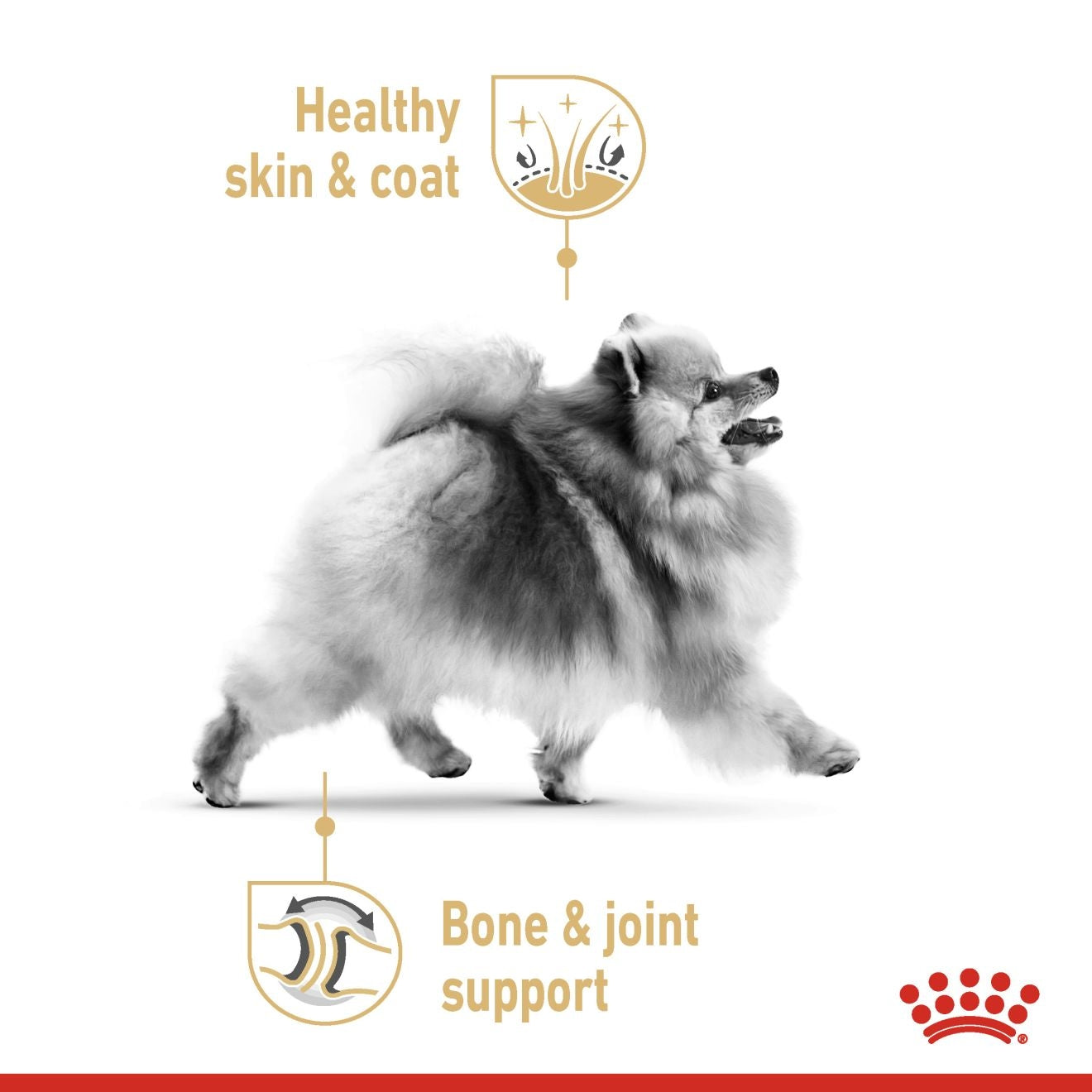 Royal Canin Breed Health Nutrition Pomeranian (Dog Wet Food - Pouches)