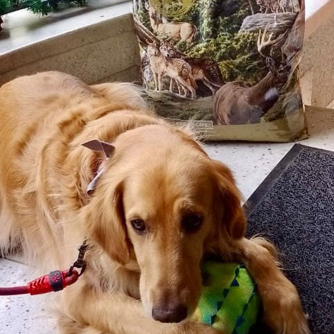 Taste Of Wild Pine Forest Canine Recipe with Venison & Legumes