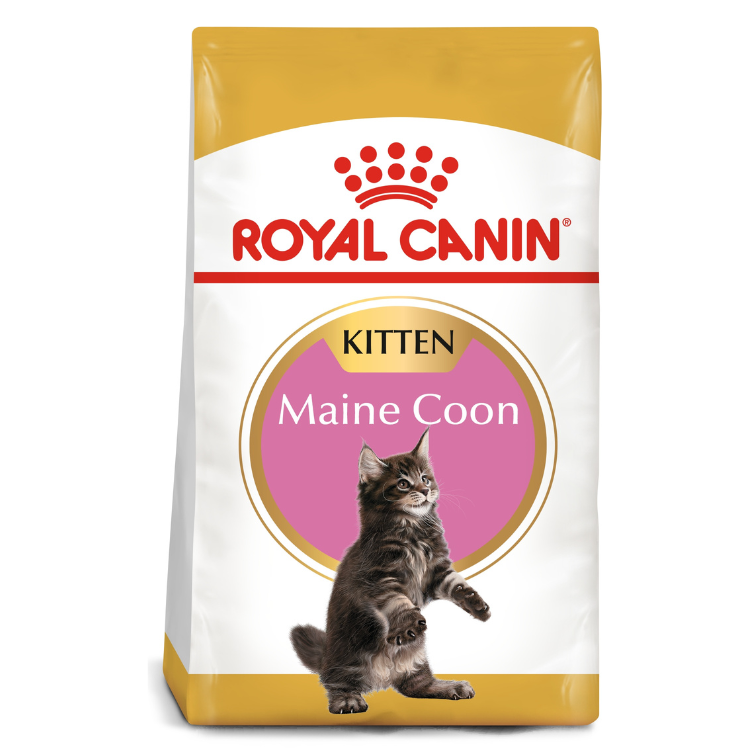 Royal Canin Maine Coon Kitten Dry Food 2kg available at PetCentral Qatar