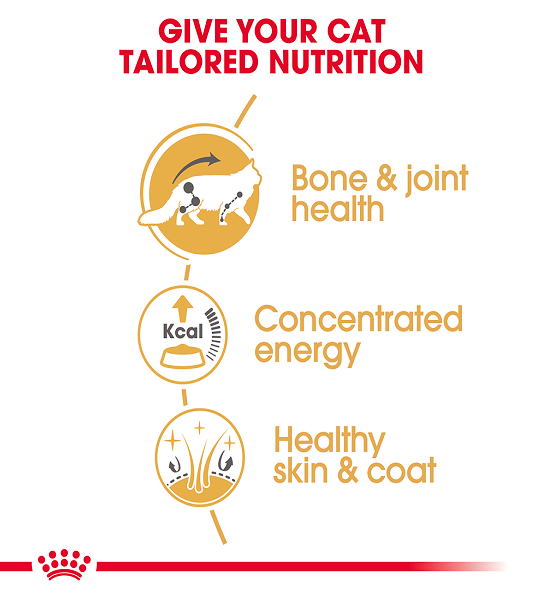 Royal Canin  Feline Breed Nutrition Maine Coon (Cat WET FOOD - Pouches)