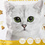 Kitty Crunch Chicken Flavor (60g)