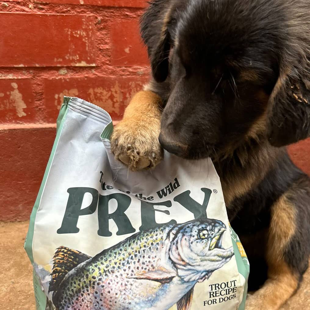 Taste Of Wild Prey Trout Formula for Dog with Limited Ingredients