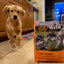 Taste Of Wild High prairie Puppy Recipe with Roasted Bison & Roasted Venison